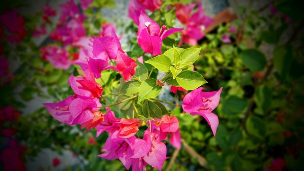 Les avantages d'un abri de jardin en bois
