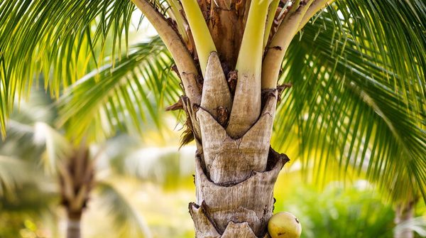 Nématodes : solution naturelle pour des palmiers en santé