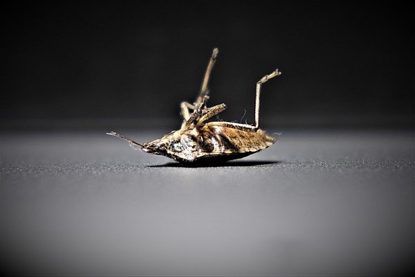 Punaise de lit à Paris : L'extermination, un besoin urgent !